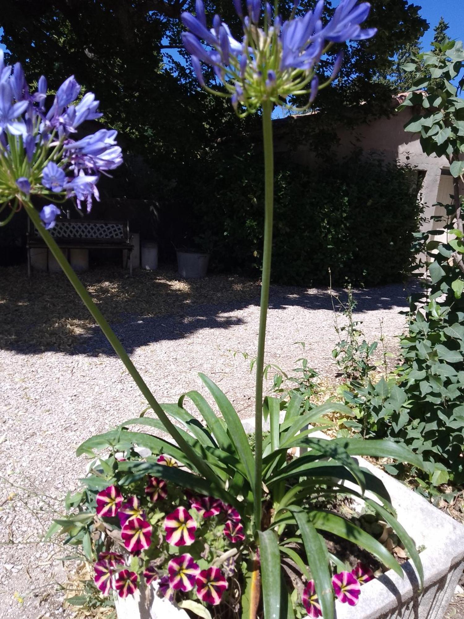 Les Gites Du Mont Ventoux Bedoin Exterior photo